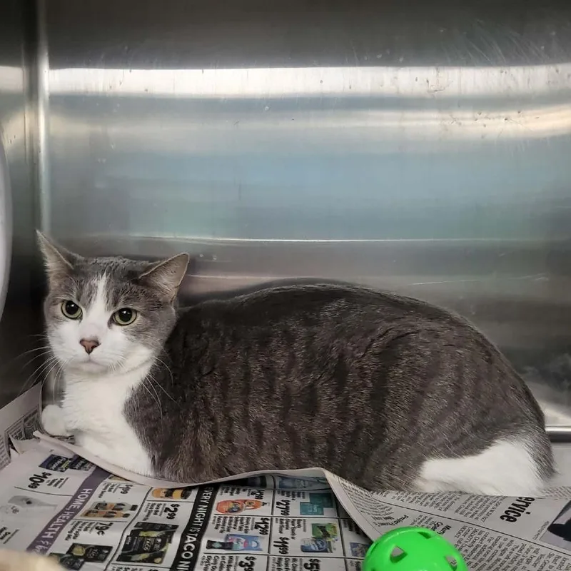 An adult large-sized female Gray / Blue / Silver Domestic Short Hair cat named Lylla for adoption in Belleville, IL