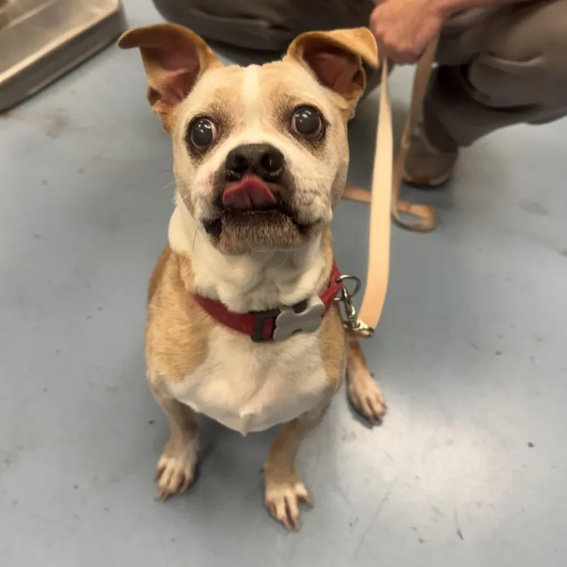 A senior medium-sized male Apricot / Beige Mixed Breed dog named Max for adoption in Brockton, MA