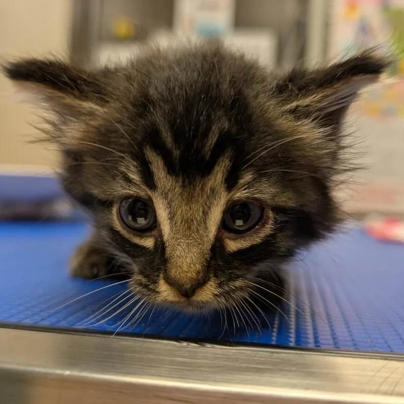 A baby small-sized female Domestic Medium Hair cat named Bunny for adoption in Hinesville, GA