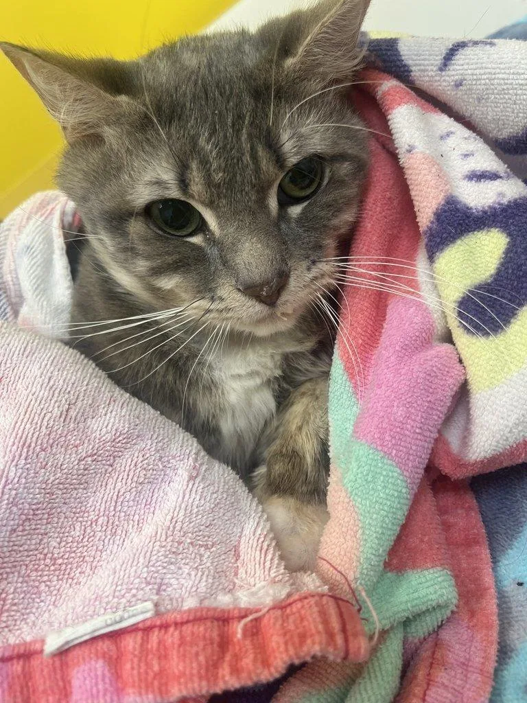 An adult small-sized male Tabby (Gray / Blue / Silver) Domestic Short Hair cat named Impala for adoption in Raleigh, NC