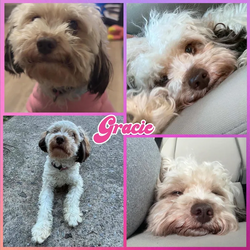 An adult small-sized female Apricot / Beige Shih poo dog named Gracie for adoption in Blacksburg, SC
