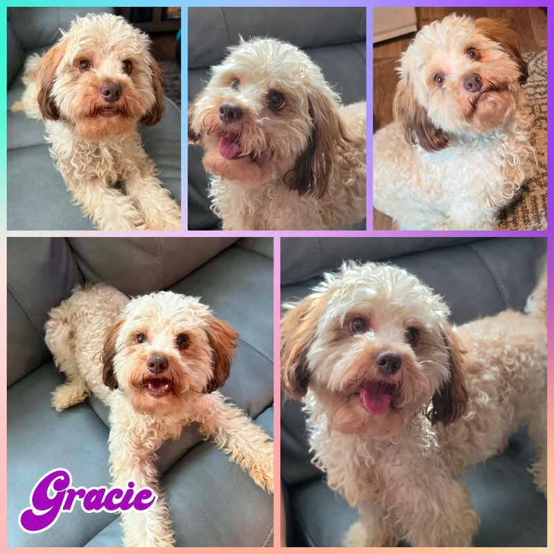 Gracie thumbnail 2