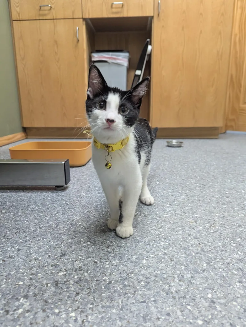 A baby medium-sized male White Domestic Short Hair cat named Jackie for adoption in High Ridge, MO