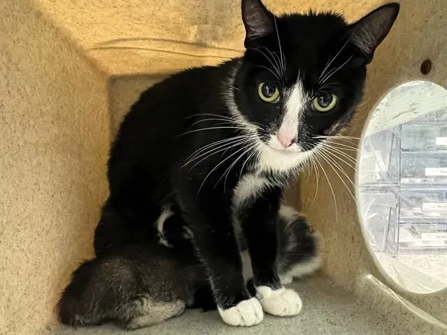 An adult medium-sized female Domestic Short Hair cat named Poortato for adoption in Lancaster, CA