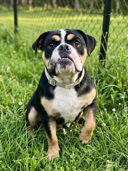 An adult medium-sized female Mixed Breed dog named Ms. Bubba for adoption in West Chester, PA
