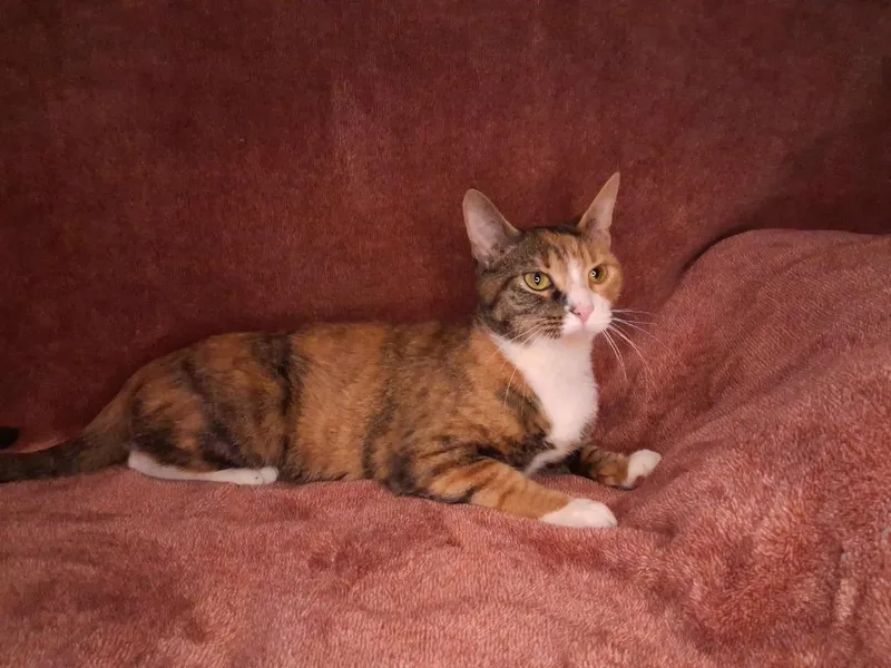 A young medium-sized female Domestic Short Hair cat named Willow for adoption in Wintersville, OH