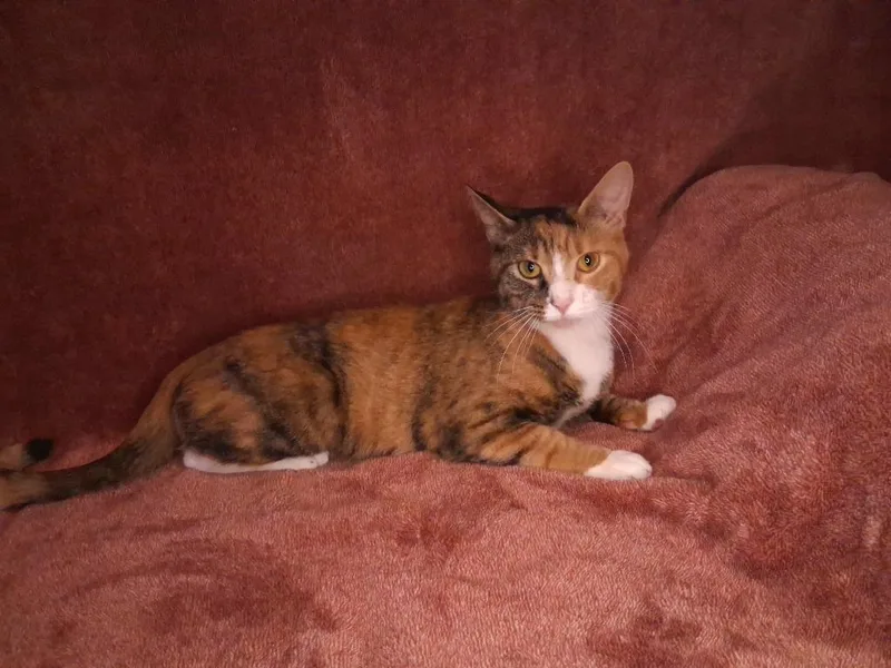 Willow thumbnail 2
