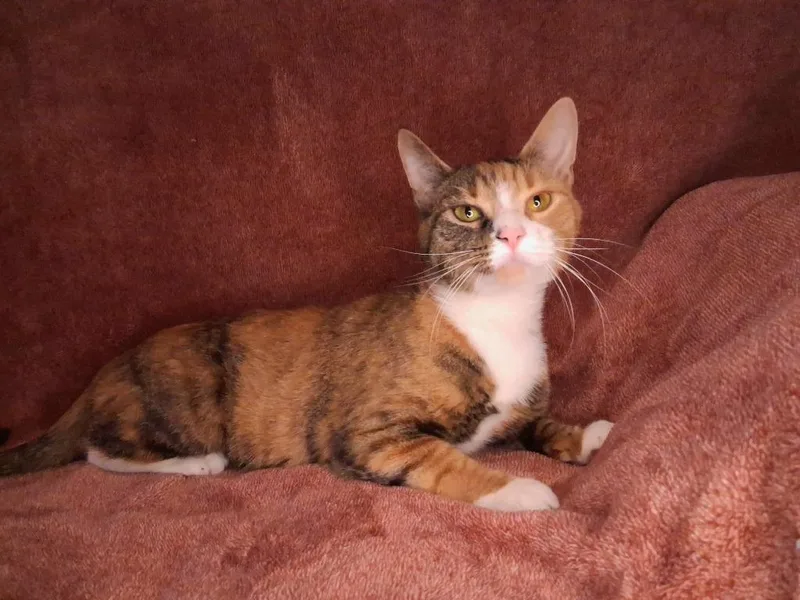 Willow thumbnail 5