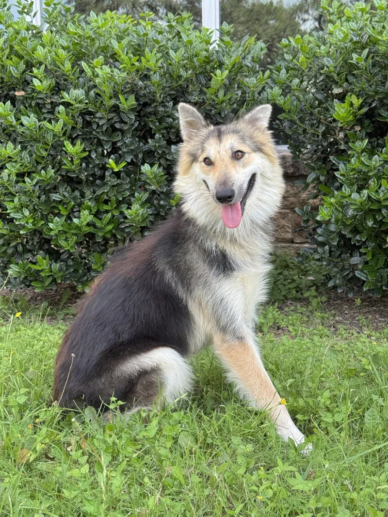 An adult medium-sized female Collie dog named Callie for adoption in Helotes, TX