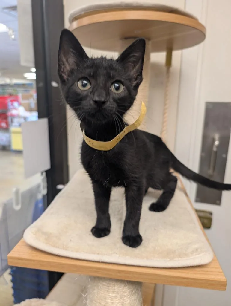 A baby medium-sized female Domestic Short Hair cat named Baileys for adoption in San Antonio, TX