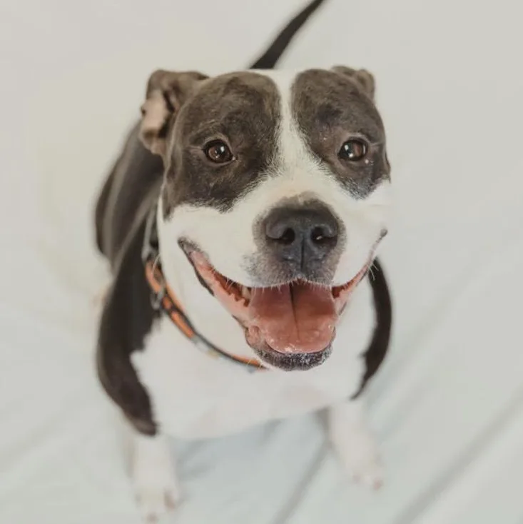 A young medium-sized female Pit Bull Terrier dog named Athena for adoption in Krum, TX