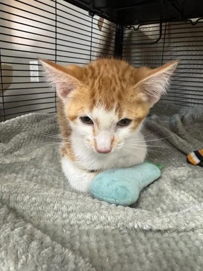 A young small-sized female Domestic Short Hair cat named Cady for adoption in Missoula, MT
