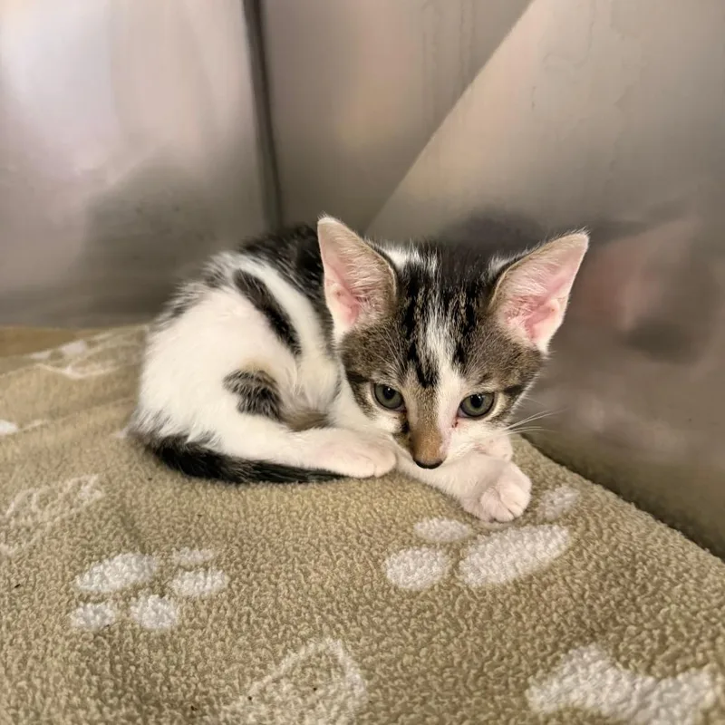 A baby small-sized male Brown / Chocolate Domestic Short Hair cat named Ian for adoption in Lake Panasoffkee, FL