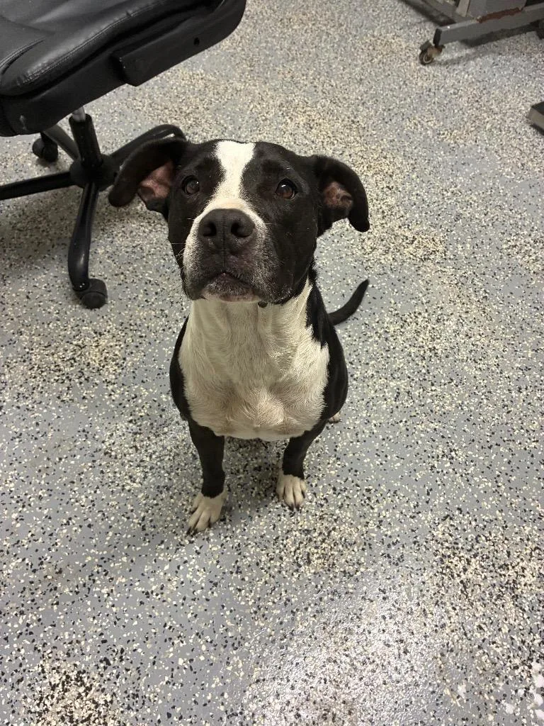 A young medium-sized female Pit Bull Terrier dog named Libby for adoption in Seven Points, TX