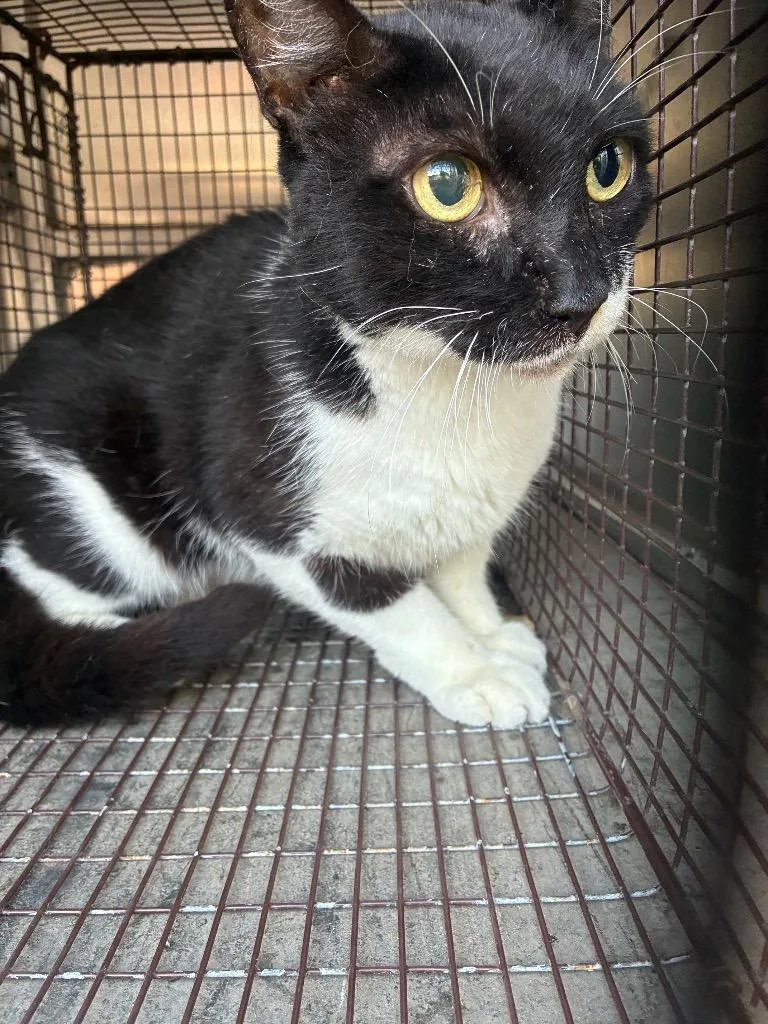 A young large-sized male Domestic Short Hair cat named Katarina for adoption in New Braunfels, TX