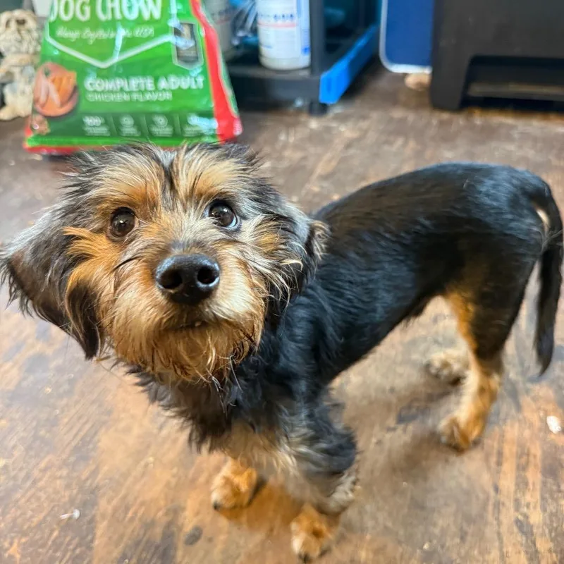 A young small-sized male Yorkie Poo dog named LS  Little Sampson for adoption in Randolph, NJ