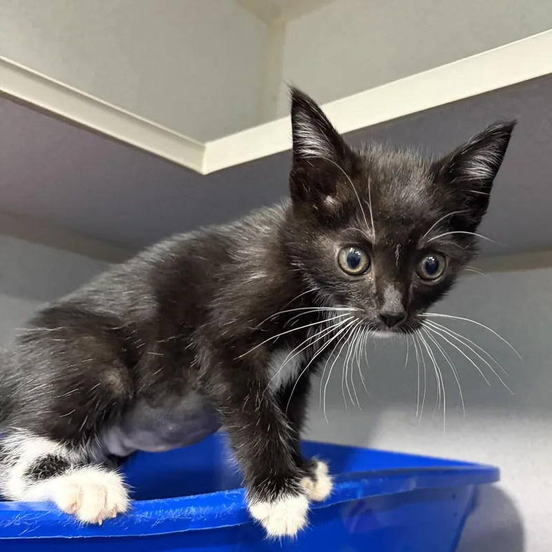 A baby small-sized female Black Domestic Short Hair cat named Cirrus for adoption in Newark, NJ
