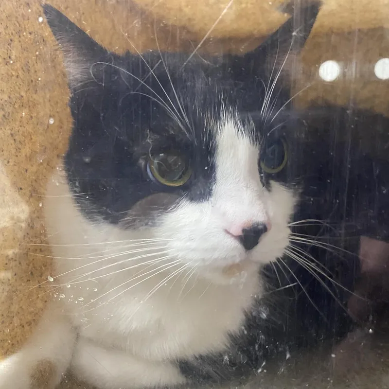 An adult small-sized female Calico Domestic Short Hair cat named Tigger for adoption in Harrisonburg, VA