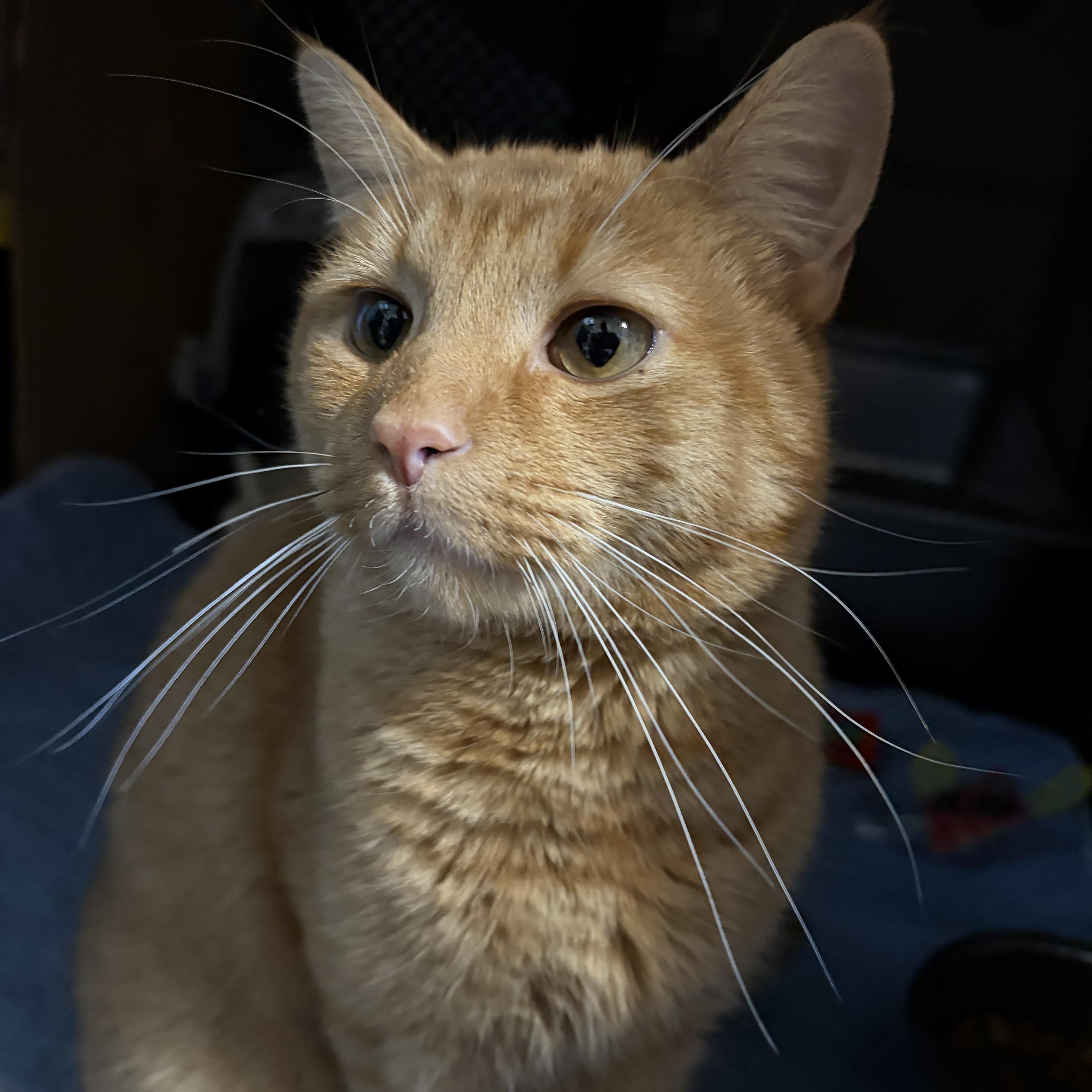 A young medium-sized male Orange / Red Domestic Short Hair cat named Pickle for adoption in Pittsburgh, PA