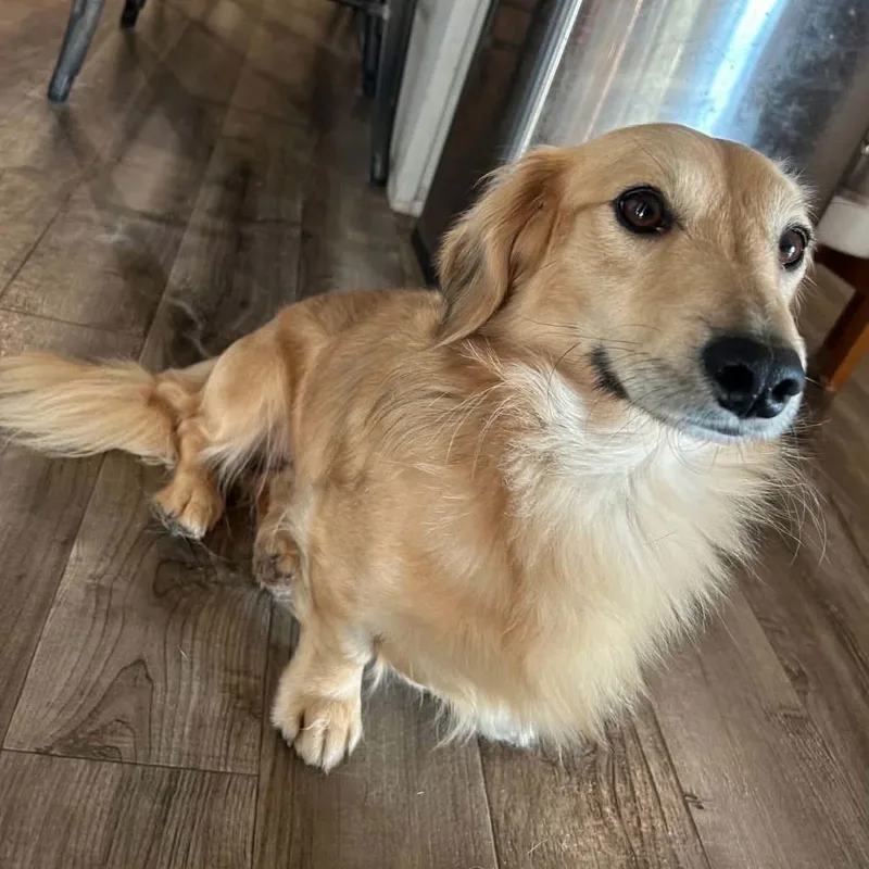 A young small-sized male Dachshund (Miniature Long Haired) dog named Kobe for adoption in Amarillo, TX