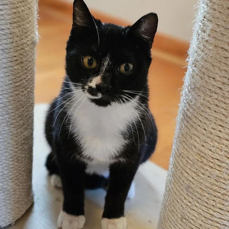 An adult medium-sized male Black & White / Tuxedo Domestic Short Hair cat named Julian for adoption in Houston, TX