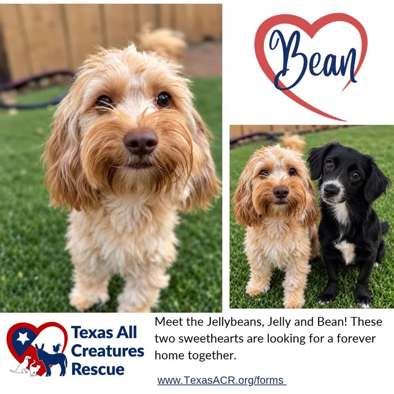 An adult small-sized male Maltese dog named Bean for adoption in Alvarado, TX