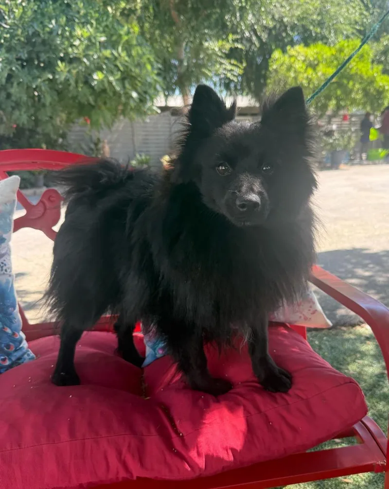 A young small-sized male Black Pomeranian dog named Black Jack for adoption in Temecula, CA