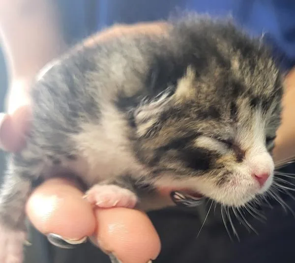 A baby small-sized male Domestic Short Hair cat named Pen for adoption in Lawrenceville, GA