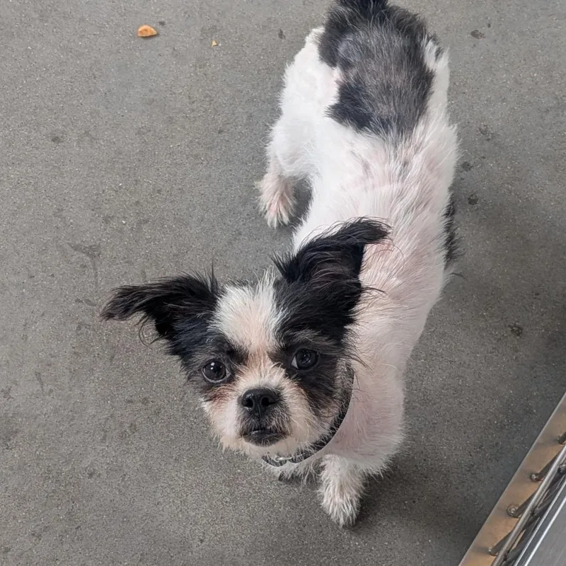 An adult small-sized female Black Mixed Breed dog named Wixie for adoption in Pittsburgh, PA