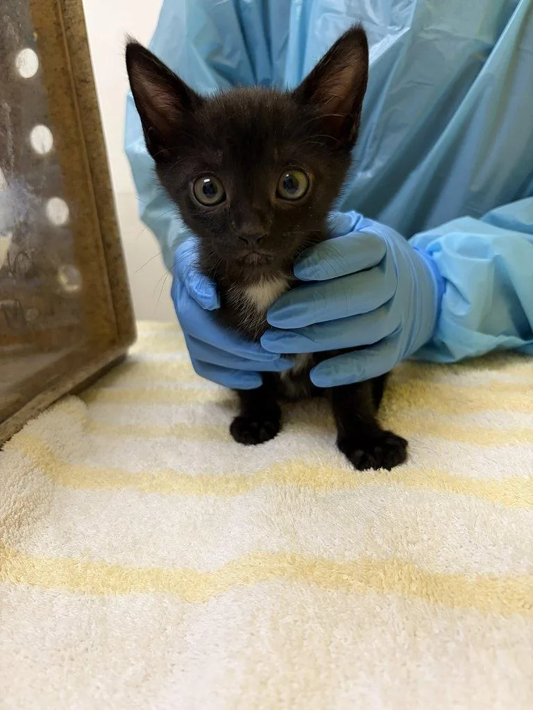 A baby small-sized male Domestic Short Hair cat named Sal for adoption in Raleigh, NC