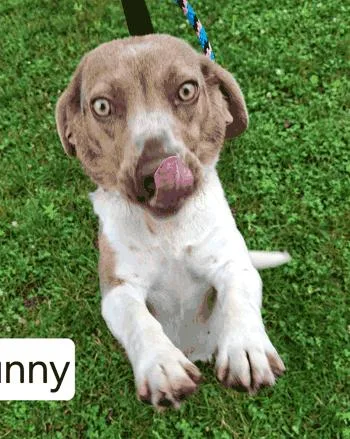 An adult medium-sized female Beagle dog named Bunny for adoption in West Decatur, PA