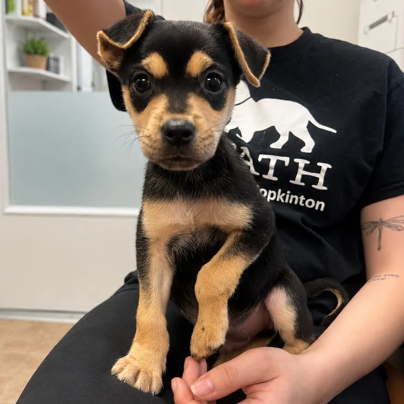 A baby small-sized male Black Chihuahua dog named Prince for adoption in Hopkinton, MA