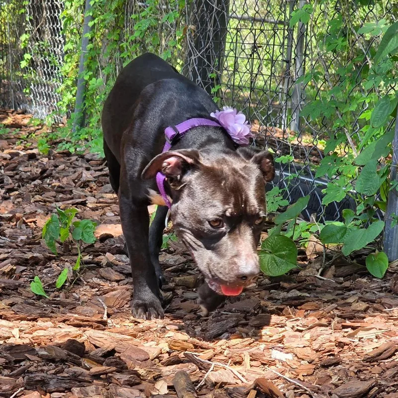 A young medium-sized female Black Mixed Breed dog named Rue for adoption in Titusville, FL