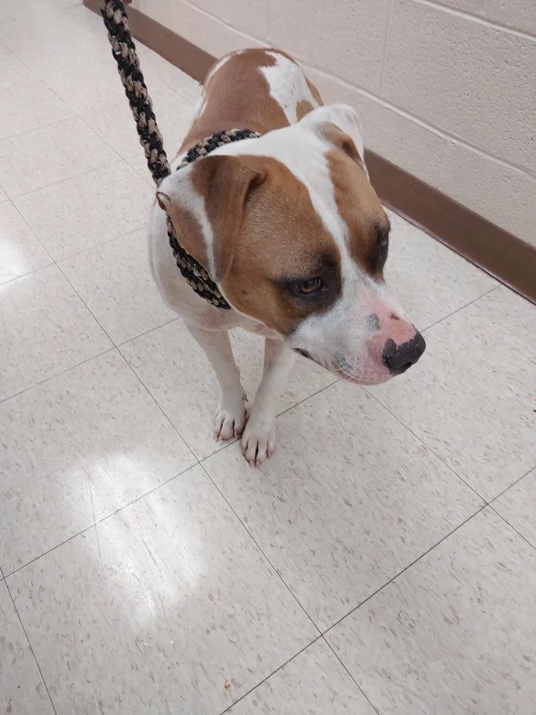 An adult medium-sized female Terrier dog named Bree for adoption in Mocksville, NC