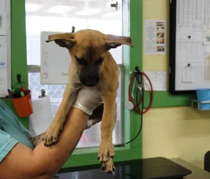Scooby