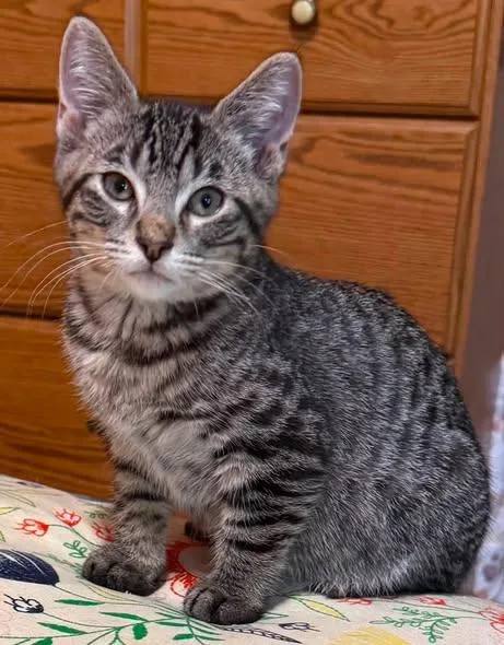A young medium-sized male Tabby (Brown / Chocolate) Domestic Short Hair cat named Jax for adoption in Wyandotte, MI