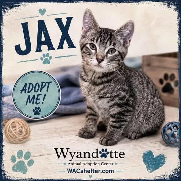 Jax thumbnail 2