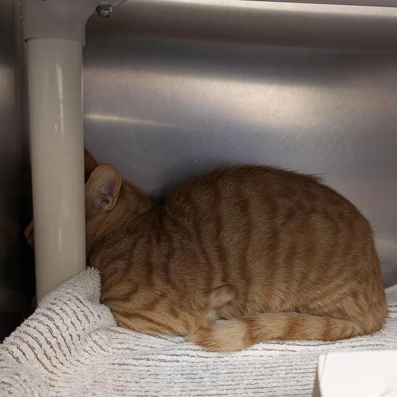 A baby medium-sized male Domestic Short Hair cat named Cheeto at PetSmart for adoption in St. Augustine, FL