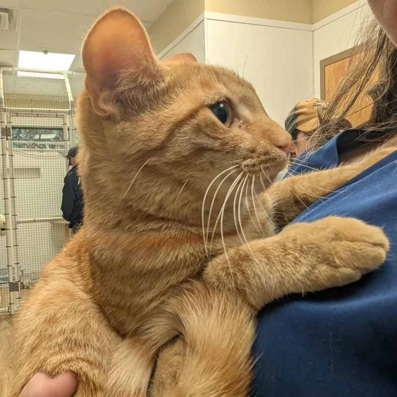 Cheeto at PetSmart thumbnail 2