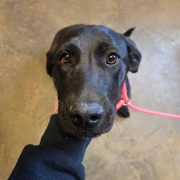 Chip Aka Sweet Pea thumbnail 2