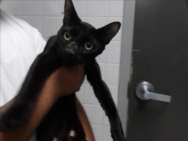 A young large-sized female Domestic Short Hair cat named Lavander for adoption in Los Angeles, CA