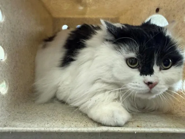 An adult medium-sized male Domestic Long Hair cat named Oreo for adoption in Lancaster, CA