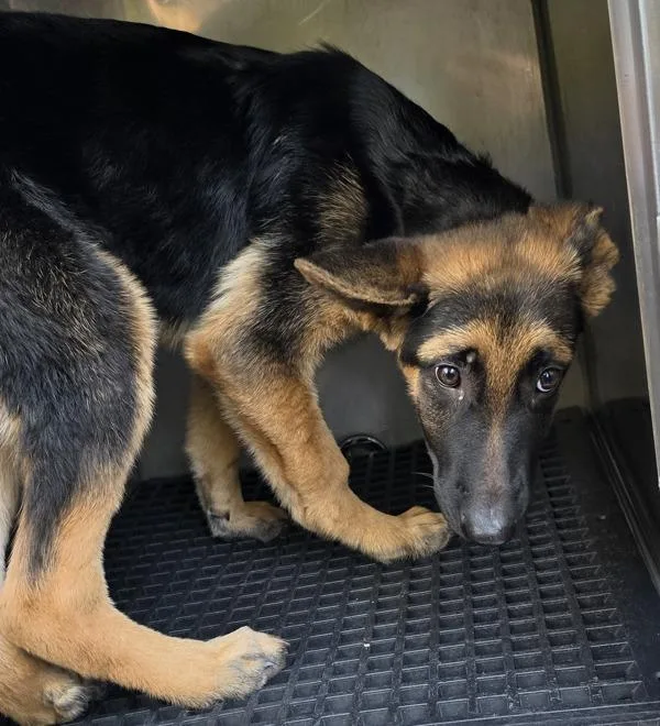 A young medium-sized male German Shepherd Dog named Ic  Monty for adoption in Lawrenceville, GA