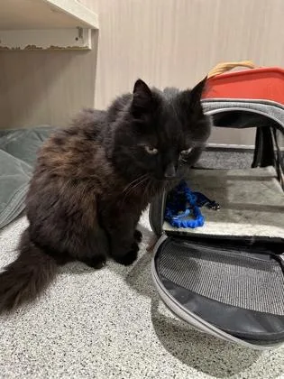 A senior medium-sized female Domestic Long Hair cat named Jasmine for adoption in Hamilton, MT