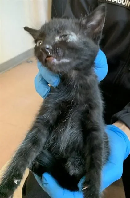 A baby small-sized male Domestic Short Hair cat named Jim for adoption in San Jose, CA