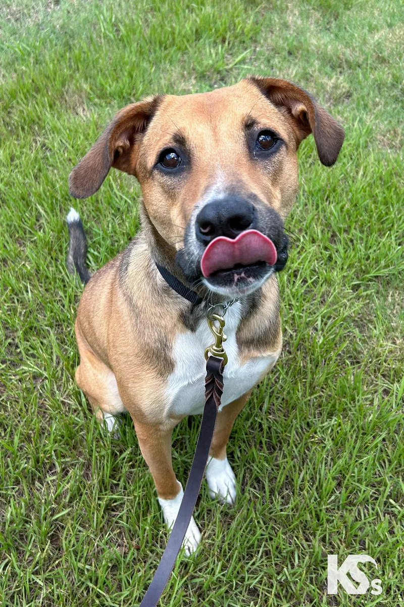 Ranger