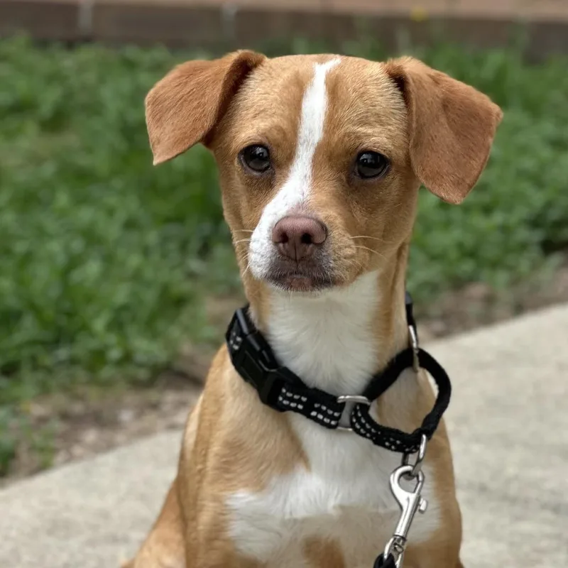 An adult small-sized male Brown / Chocolate Mixed Breed dog named Farkle for adoption in Hinsdale, IL