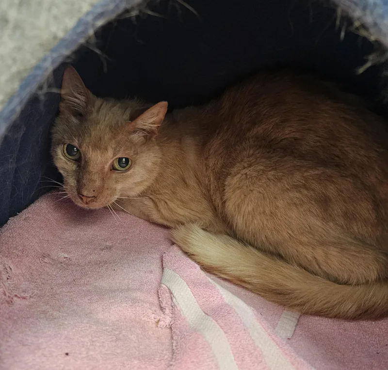 An adult medium-sized male Domestic Short Hair cat named Dover Stray for adoption in Medfield, MA