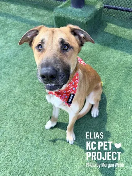 An adult large-sized male Brown / Chocolate Mixed Breed dog named Elias for adoption in Kansas City, MO