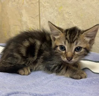 A baby small-sized male Domestic Short Hair cat named Babu for adoption in Honolulu, HI